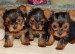 yorkie-puppy-for-sale